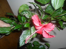 Hibiscus Surinam