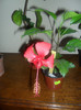 Hibiscus Rouge Tropique ( mic, dar  voinic )