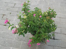 spirea