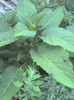 brugmansia plantata in gradina