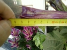 6 august 2012-flori 001