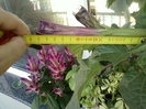 6 august 2012-flori 002