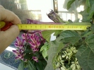 6 august 2012-flori 003