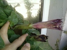 6 august 2012-flori 004