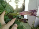 6 august 2012-flori 005