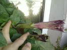6 august 2012-flori 006