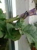 6 august 2012-flori 038