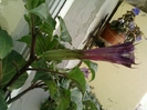 6 august 2012-flori 039