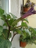 6 august 2012-flori 040