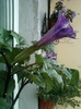 6 august 2012-flori 042