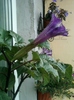 6 august 2012-flori 043