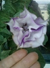 6 august 2012-flori 045