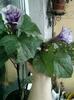 6 august 2012-flori 051
