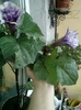 6 august 2012-flori 052