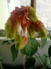 6 august 2012-flori 024