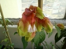 6 august 2012-flori 015