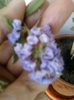 6 august 2012-flori 030
