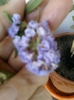 6 august 2012-flori 032
