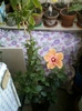 6 august 2012-flori 012