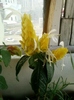 6 august 2012-flori 018