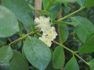 guave inflorita