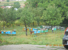 stupina