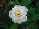 Princess of Wales