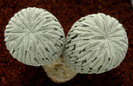 PELECYPHORA ASELLIFORMIS