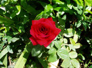 minirosa