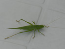 Green grasshopper, 04aug2012