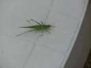Green grasshopper, 04aug2012