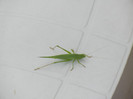 Green grasshopper, 04aug2012