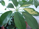 Schefflera Gold Capella (2010, May 03)