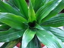 Dracaena Compacta (2009, May 22)