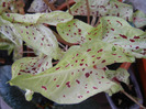 Caladium Miss Muffet (2011, Sep.14)