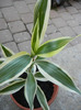 Dracaena Sanderiana (2011, Aug.24)