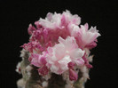 Aztekium ritterii