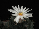Obregonia denegri