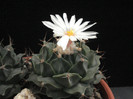 Obregonia denegri