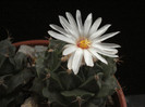 Obregonia denegri