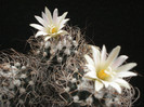 Turbinicarpus