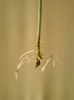 7 august 2012-flori 008