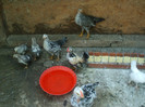 DSCF0739