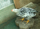 DSCF0741