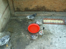 DSCF0742
