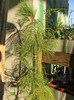 Pinus armandii - singurul brad cu seminte de mancat (gust de alune de padure)
