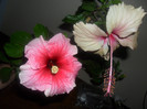 Hibiscus Yoder Camelia + Rowena's Wielding