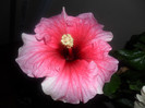 Hibiscus Yoder Camelia