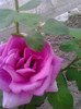 Photo0407