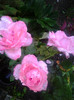 Photo0413